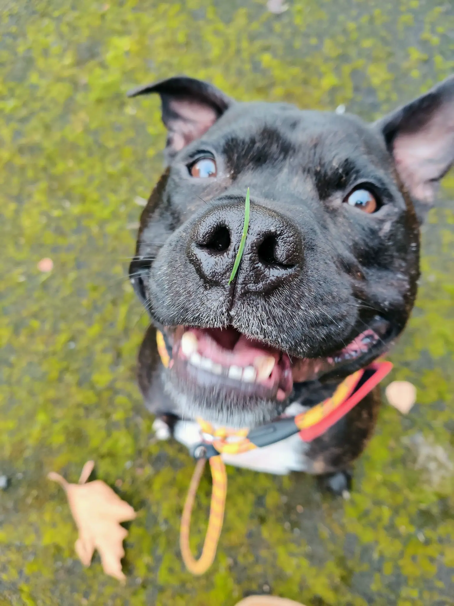 Happy Staffordshire Bull Terrier smiling